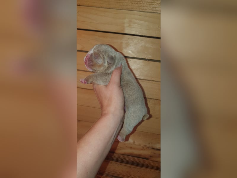 Bulldoggen Welpen