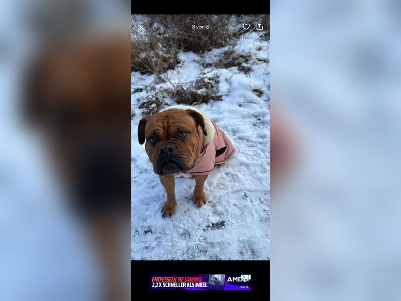 Pepper sucht ein liebevolles Zuhause