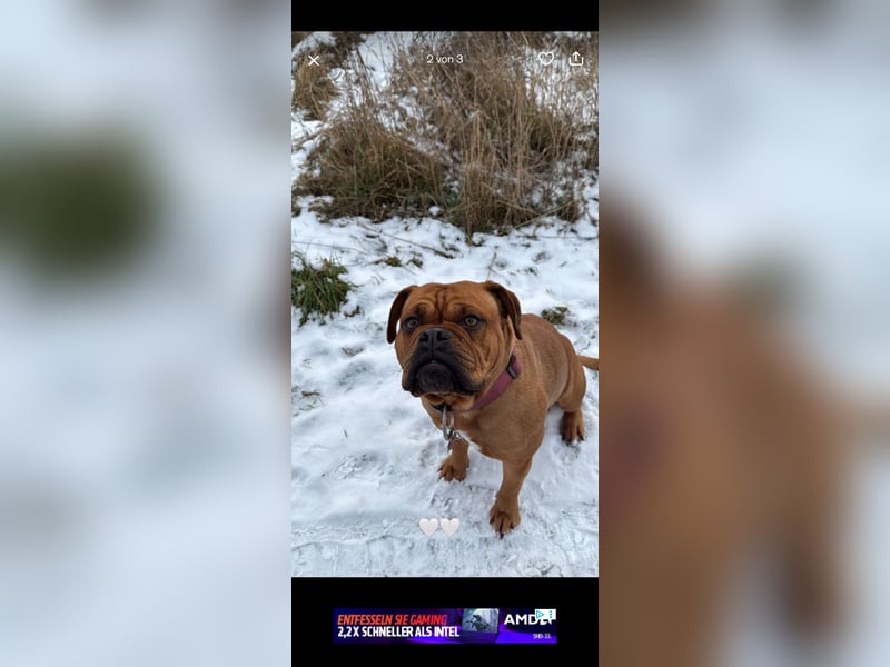 Pepper sucht ein liebevolles Zuhause