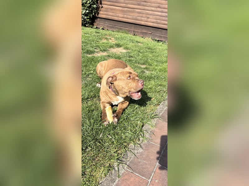 Old English Bulldog in liebevolle Hände Umkreis 26676