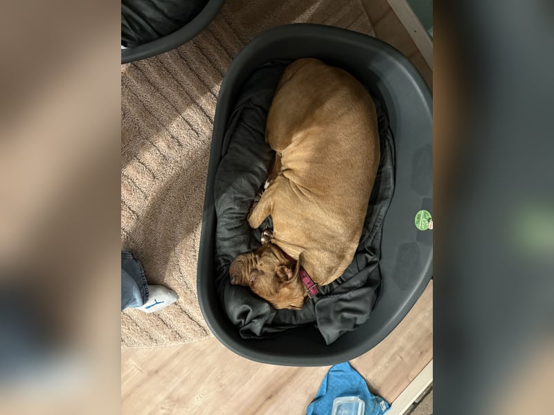 Old English Bulldog in liebevolle Hände Umkreis 26676