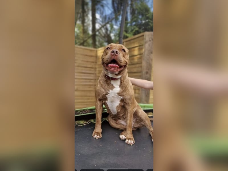 Old English Bulldog in liebevolle Hände Umkreis 26676