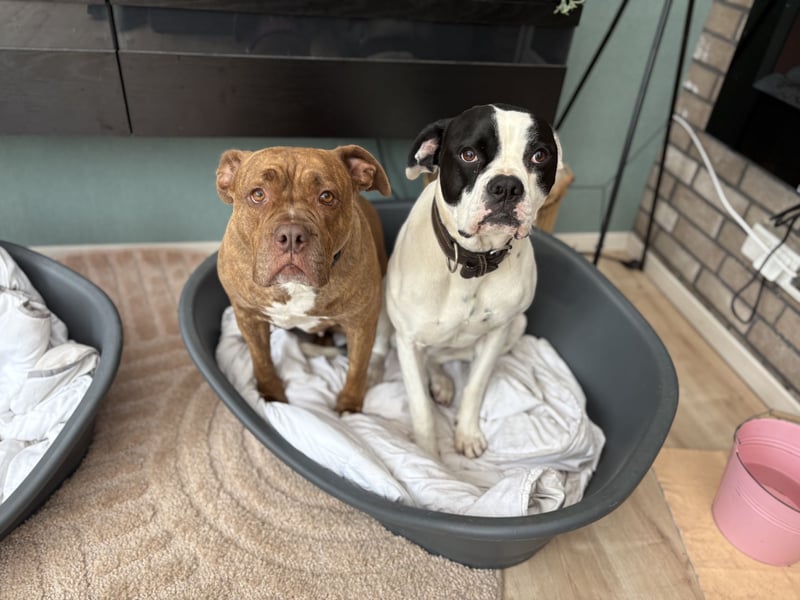 Old English Bulldog in liebevolle Hände Umkreis 26676