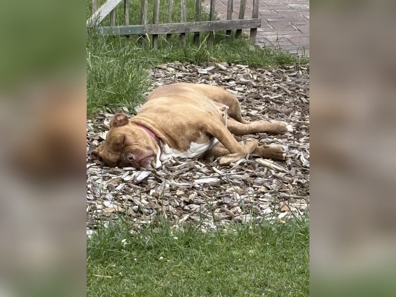 Old English Bulldog in liebevolle Hände Umkreis 26676