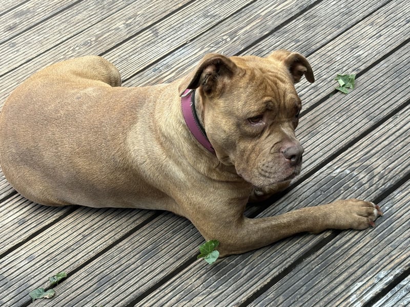 Old English Bulldog in liebevolle Hände Umkreis 26676