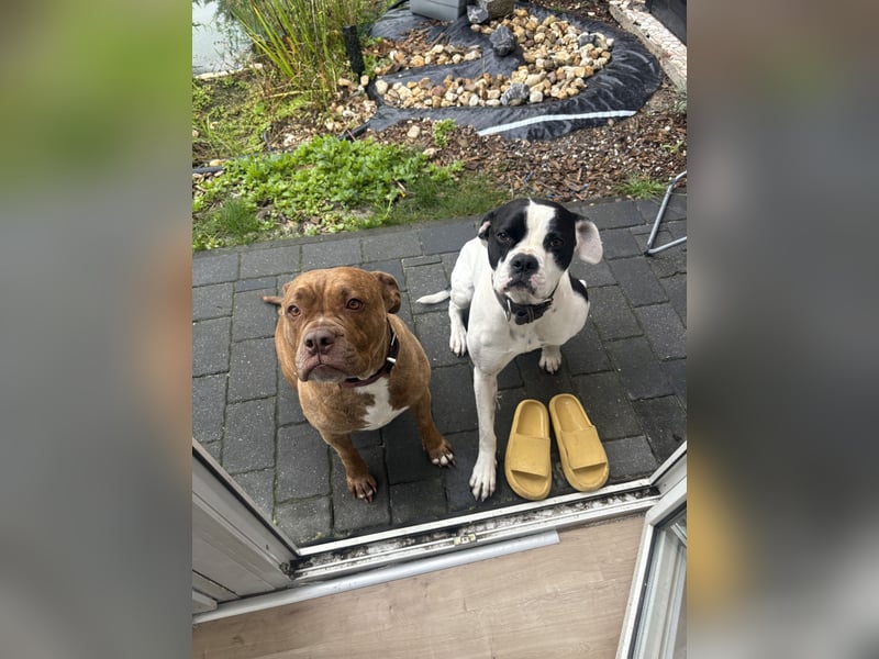 Old English Bulldog in liebevolle Hände Umkreis 26676