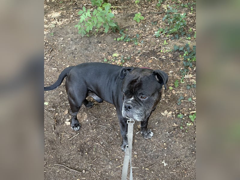 Rüde sucht neues zu Hause