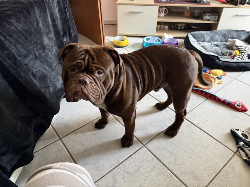 Old englisch Bulldog Rüde