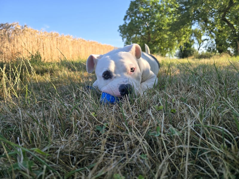 Schöner oeb bulldog