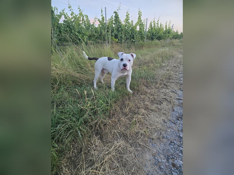 Schöner oeb bulldog