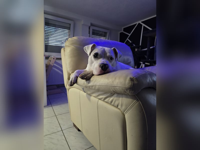 Schöner oeb bulldog