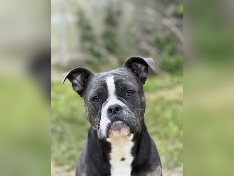 Old English Bulldog Hündin sucht neues Zuhause