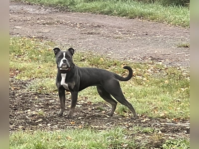 Old English Bulldog Hündin sucht neues Zuhause
