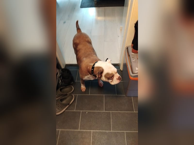 Old english Bulldog Hündin