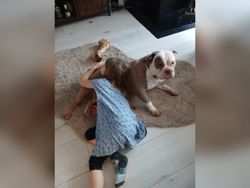 Old english Bulldog Hündin