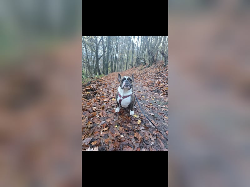 Old englisch bulldog