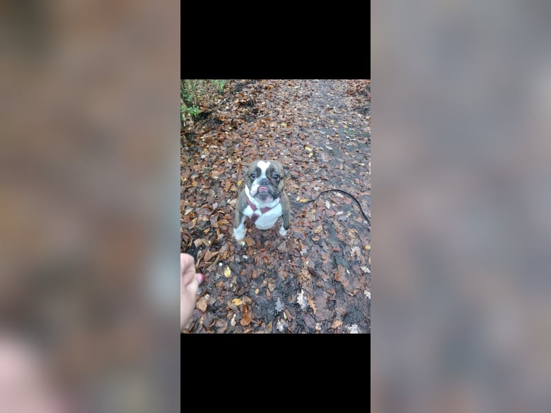 Old englisch bulldog