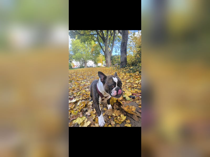 Old englisch bulldog