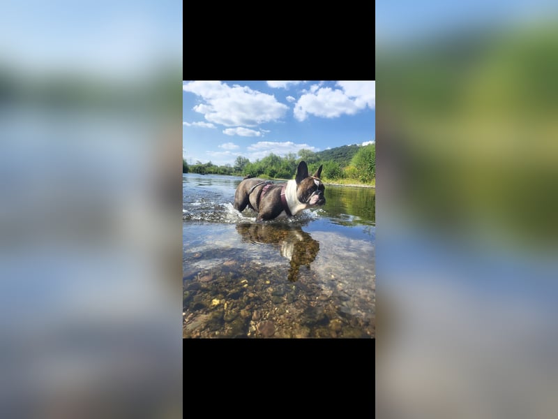 Old englisch bulldog