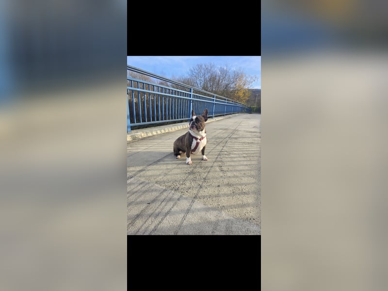 Old englisch bulldog