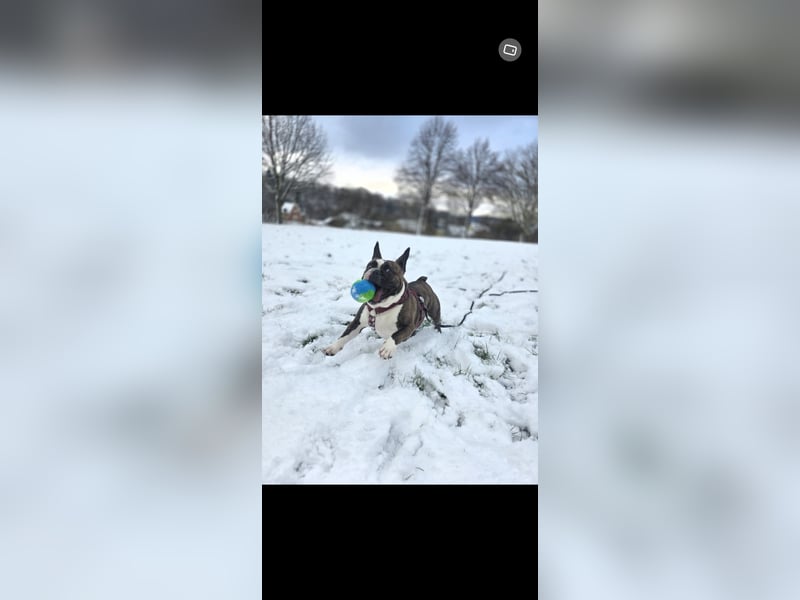 Old englisch bulldog