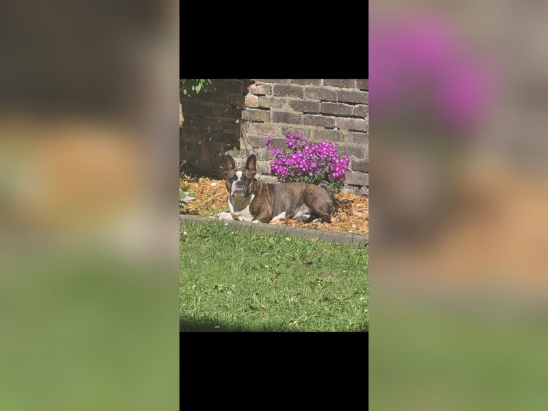 Old englisch bulldog