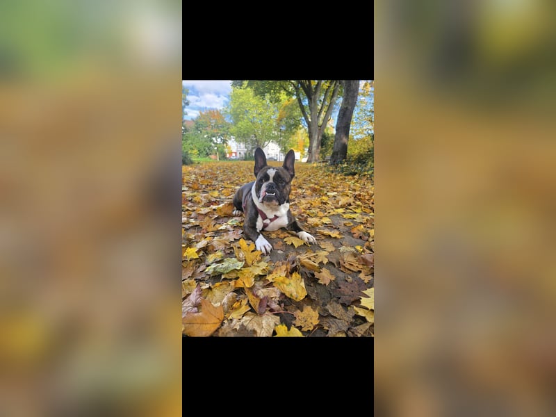 Old englisch bulldog