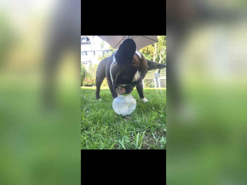 Old englisch bulldog