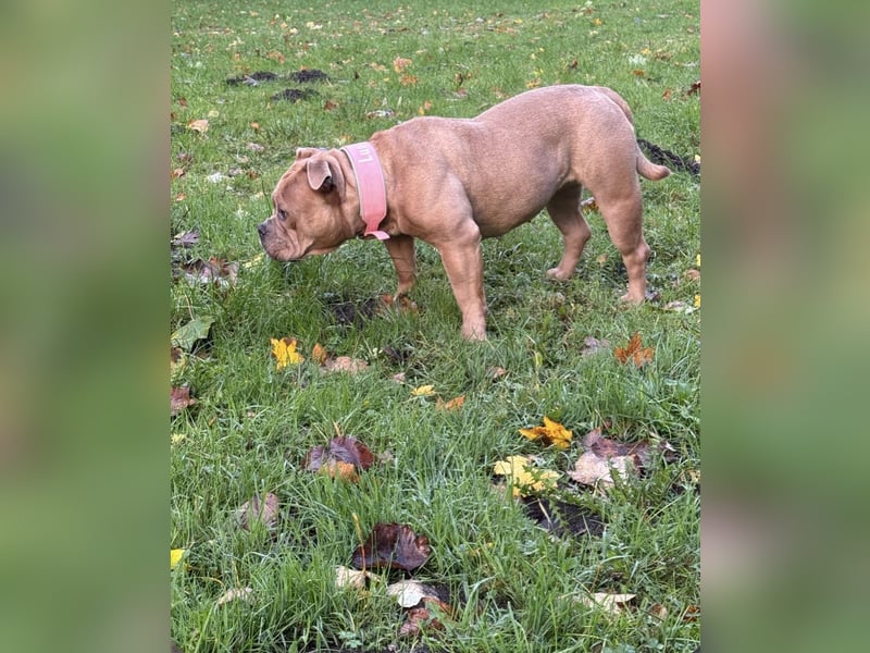 Old Englisch Bulldog