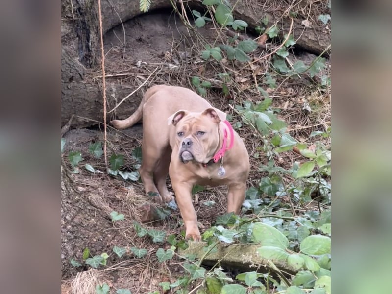 Old Englisch Bulldog