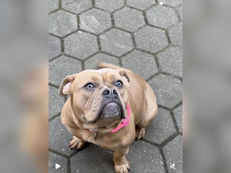 Old Englisch Bulldog