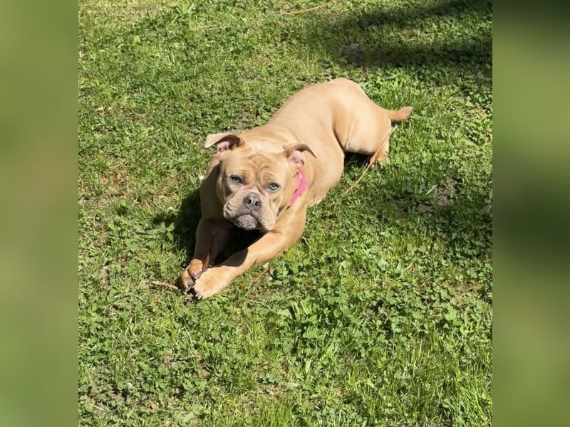 Old Englisch Bulldog