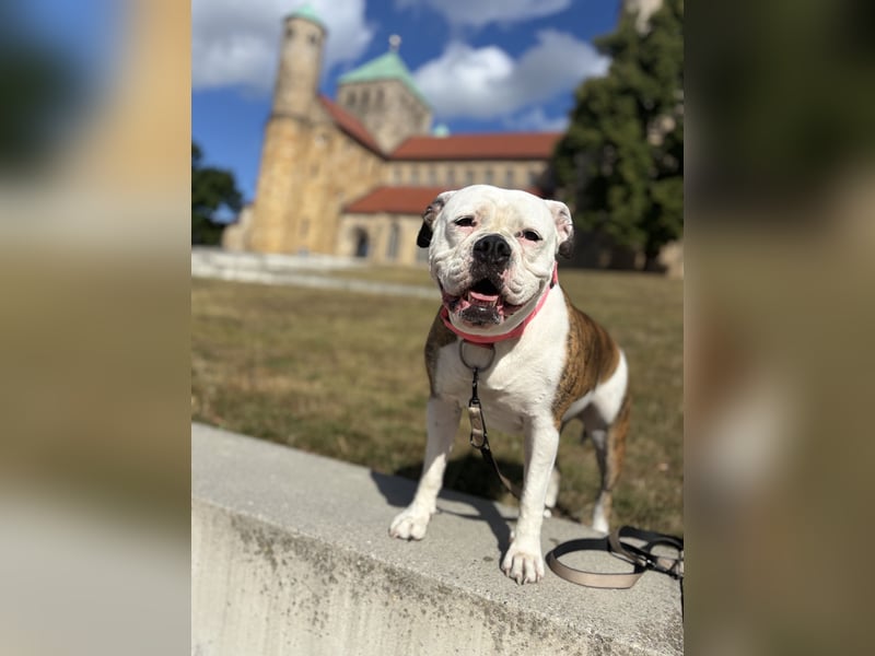 Old English Bulldog Dame sucht neues zu Hause