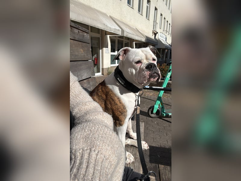 OEB Luna sucht neues zu Hause