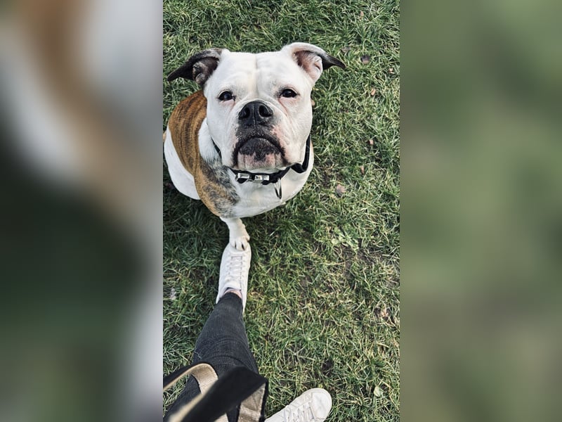 OEB Luna sucht neues zu Hause