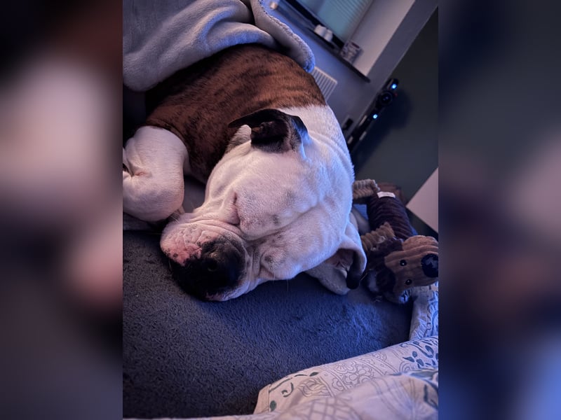 OEB Luna sucht neues zu Hause