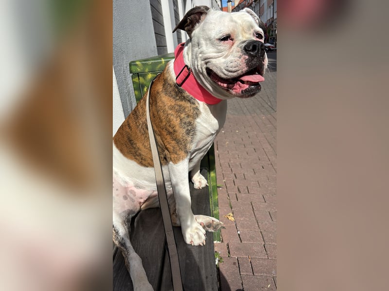 OEB Luna sucht neues zu Hause