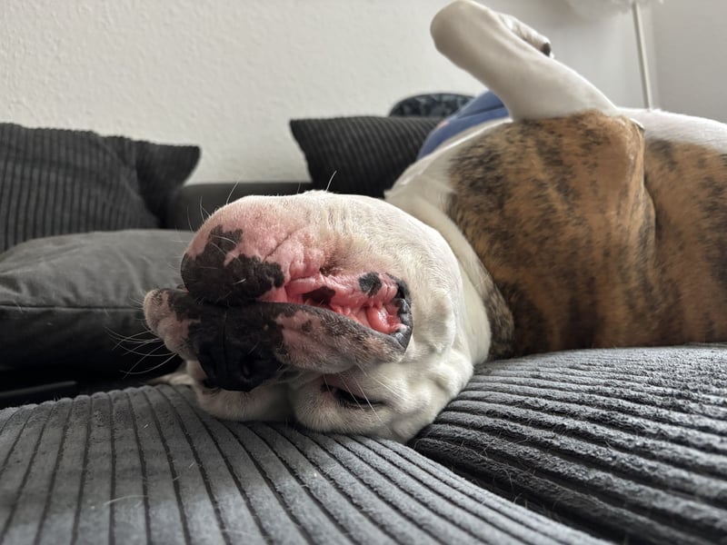 Old English Bulldog Dame sucht neues zu Hause