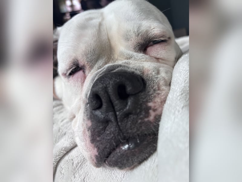 OEB Luna sucht neues zu Hause