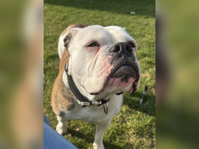 Old English Bulldog Dame sucht neues zu Hause