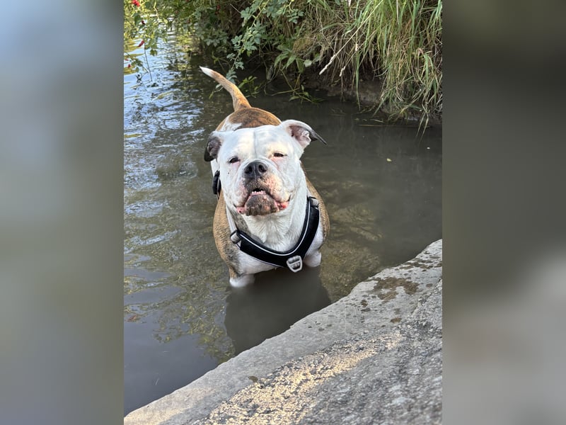 OEB Luna sucht neues zu Hause