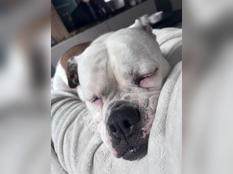 Old English Bulldog Dame sucht neues zu Hause