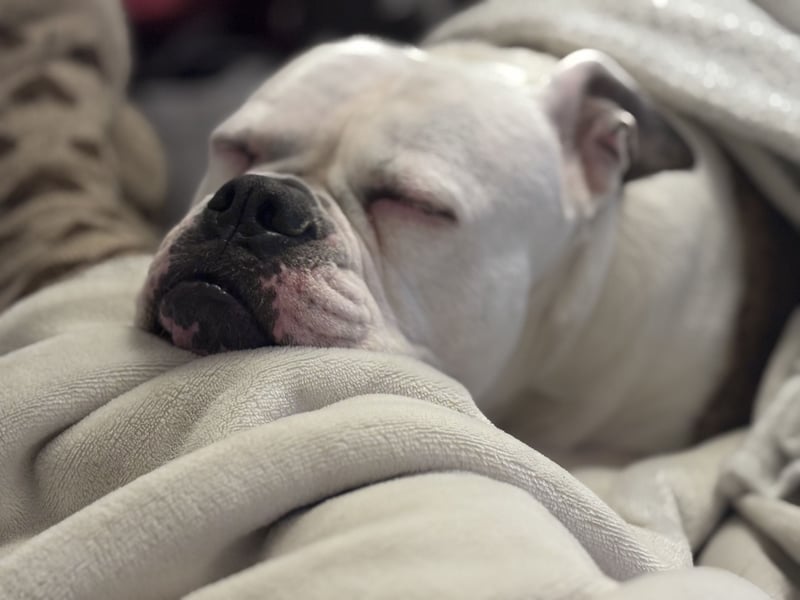 Old English Bulldog Dame sucht neues zu Hause