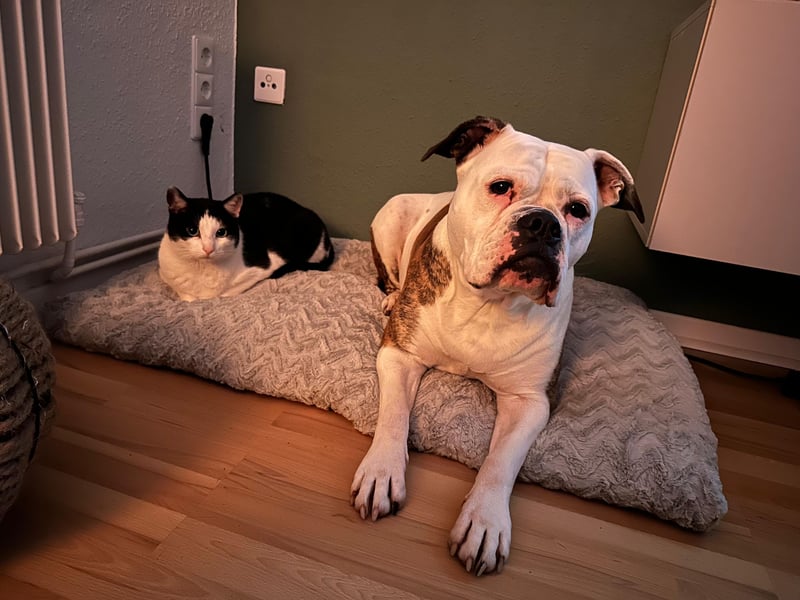 Old English Bulldog Dame sucht neues zu Hause