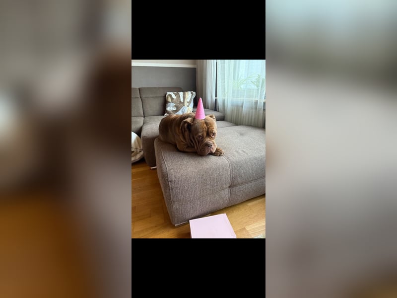 Treuer Old english Bulldogge Rüde sucht liebevolles Zuhause