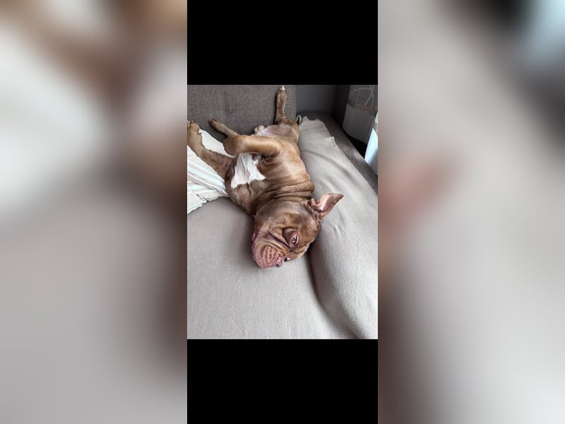 Treuer Old english Bulldogge Rüde sucht liebevolles Zuhause