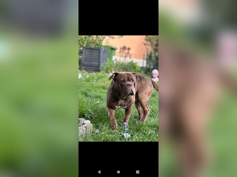 Treuer Old english Bulldogge Rüde sucht liebevolles Zuhause
