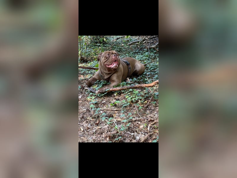 Treuer Old english Bulldogge Rüde sucht liebevolles Zuhause