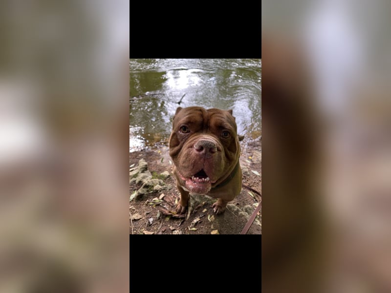 Treuer Old english Bulldogge Rüde sucht liebevolles Zuhause