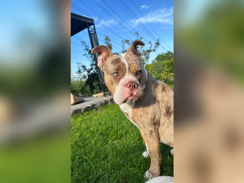 Old englisch bulldogge